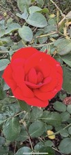 200 Fragrant Gorgeous Red Rose Seeds Fresh December 2025
