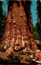 GENERAL SHERMAN TREE, Sequoia National Park, California, DEATH VALLEY, Postcard