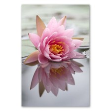 Postereck 2553 Poster Leinwand Seerose, Blume Wasser Blüte Pflanze Natur See