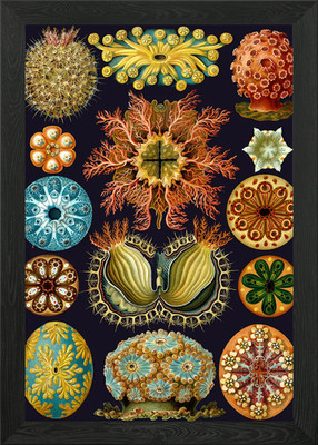 Haeckel Ascidiae Gerahmtes Wandbild Poster Leinwanddruck Bild