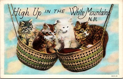 High Up In The White Mountains New Hampshire NH Unposted WB Postcard