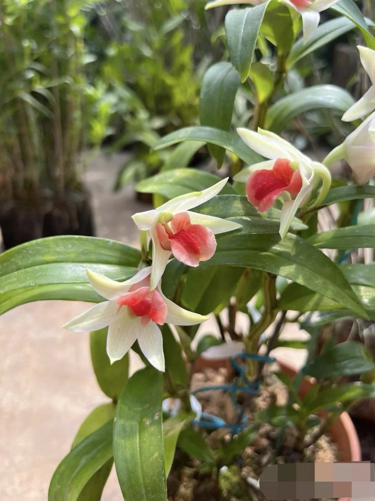 Thailand Dendrobium Frosty Dawn Rare Hybrid Orchid Blooming Plant