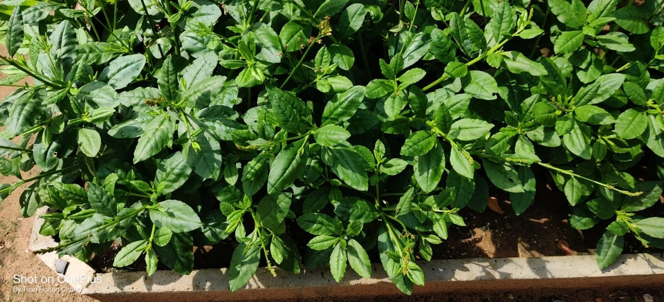 800+ Joyas de Opar / Talinum Paniculatum / Semillas de Ginseng de Hierba Comestible / Sâm Đất Foto 3 de 4