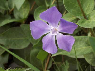 Foto 6x4 Immergrün (vinca minor) Bishopstone\/SU0725 A ausländische Pflanze PR C2007
