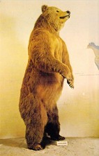 Vintage Kodiak Bear Taxidermy Lincoln NE  Mint Postcard N75