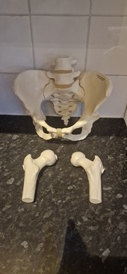 Becken Damen lebensgroß Modell weibliches Becken anatomisch menschlich 2x Oberschenkelknochen 