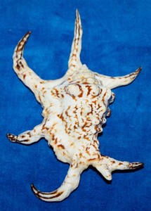 Seashell Freak lambis chiragra Black Mouth India 142mm F+ #S-47