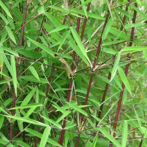 Fargesia yunnanensis (Borinda yunnanensis) - Rare bamboo - 20 Fresh plant  seeds | eBay UK