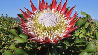 Protea cynaroides | King Protea | Honeypot | King Sugar Bush | 5 Seeds |  eBay