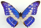 MORPHO CYPRIS SCHAUSI F. ALBOPUNCTATA FROM GALILEA, NICOYA PENINSULA, COSTA RICA
