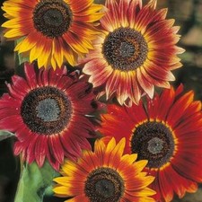 Sunflower Evening Sun Seeds Grow Your Own Flowers Borders Simply Garden