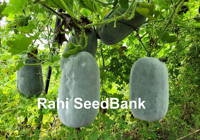 Ash Gourd Plant