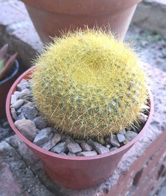 Parodia /Notocactus Graessneri V. Flaviflorus Cactus Ships In A 4'' Pot Beautiful