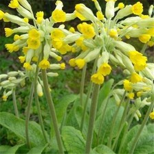 Cowslip HP, Wild Flower Perennial, Scented Yellow Flowers for Bees,
