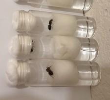 Texas Carpenter Ant Queen   Camponotus texanus   Live, Dealate, Healthy