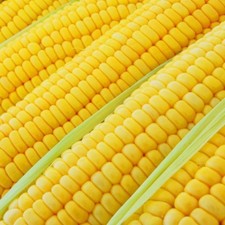 Bodacious Hybrid Yellow Sweet Corn Seeds Free Shipping 