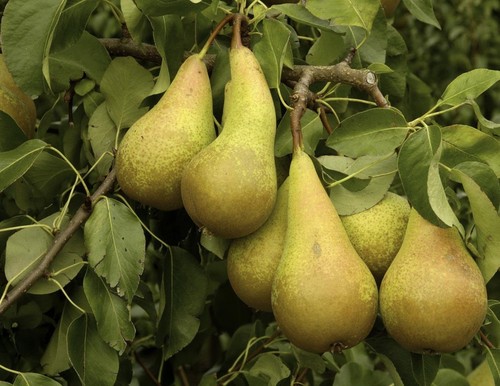 10X 5-6FT LARGE MIXED FRUIT TREE SELECTION 2-3Yr TREES APPLE PLUM PEAR CHERRY - Picture 5 of 10