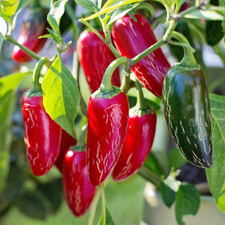 100 SAMEN 🌶️ Pepperoni / Chili Jalapeno M ROT - Capsicum annuum -  Pepper Hot