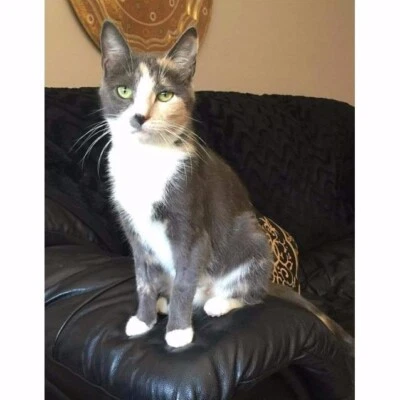Mittens The Calico Cat Cats Kittens Gumtree Australia Darebin