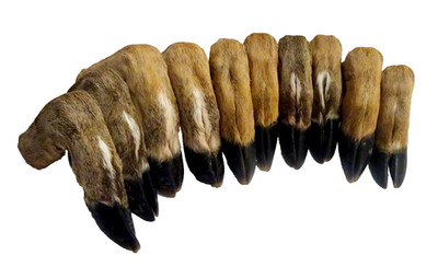 LOT OF 5 SETS  (10 FEET) CURED WHITETAIL DEER FEET   HOOVES  (SHIP USA ONLY)