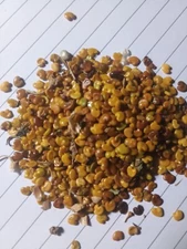 chipilin seeds 1,200 seeds 