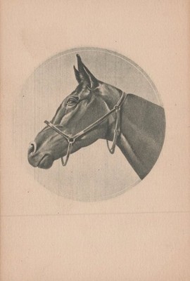 Portrait of Horse with Bridle in Gray Scale - Unused/Unposted