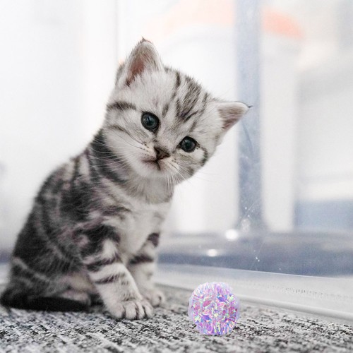 15 Pezzi Palla di Carta Giocattolo per Gatti Divertente Giocattoli Interattivi Viaggio Suoneria Pet - Foto 6 di 12