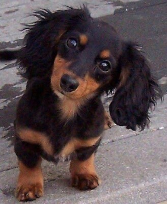 long haired weiner dog puppy
