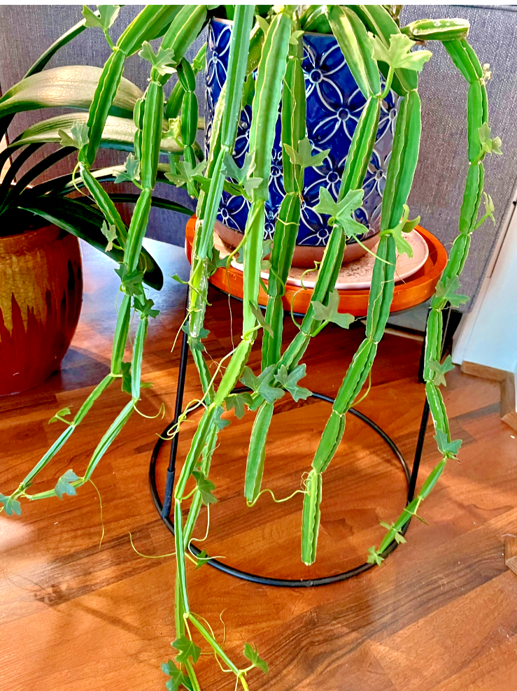 Four VEDLT GRAPE 'CUCUMBER CACTUS' CISSUS QUADRANGULARIS air plant cutting  12" | eBay