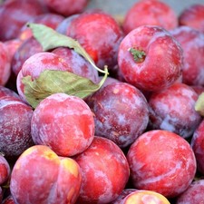 Pflaumenbaum Opal aromatisch süße Pflaume Pflaumenbaum Buschbaum Halbstamm 