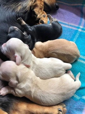 golden retriever dachshund puppies for sale