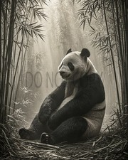 Giant Panda Misty Bamboo Forest Serene Wildlife Photo Art Print