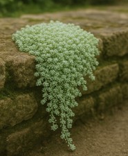 sedum hispanicum - draught tolerant ground cover - 9cm pot