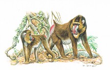 Mandryl naczelne krewni kotów morskich - obraz z nadrukiem artystycznym - 25,5 x 17,5 cm