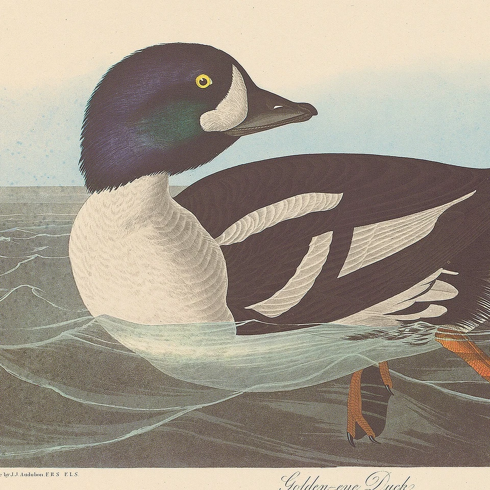 Audubon Amsterdam Ed Double Elephant lithograph Pl 403 403 Golden-eye Duck - Image 2 of 2