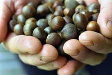 Tea seeds x 10 - Camellia sinensis 'Dargeeling'