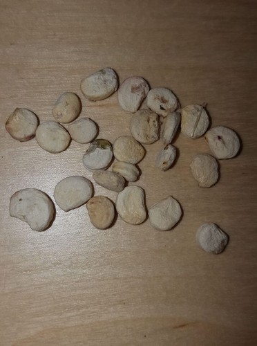 Semi Frutta Di Ginseng | 70 Pezzi | Per Orto E Giardino - Foto 3