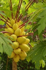40 Golden Papaya Seeds Sweet Tropical Fruit Tree Fast Growing Exotic Plant
