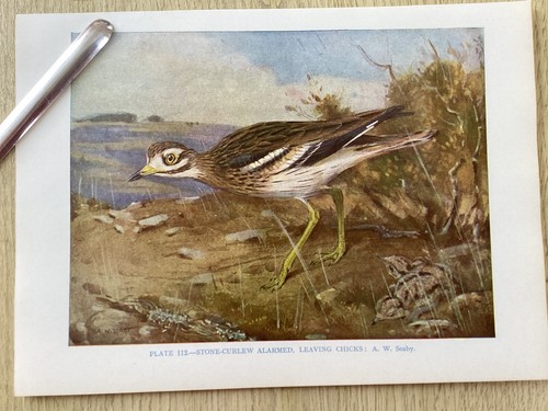 STONE CURLEW, & CHICKS, .Birds, Colour Print