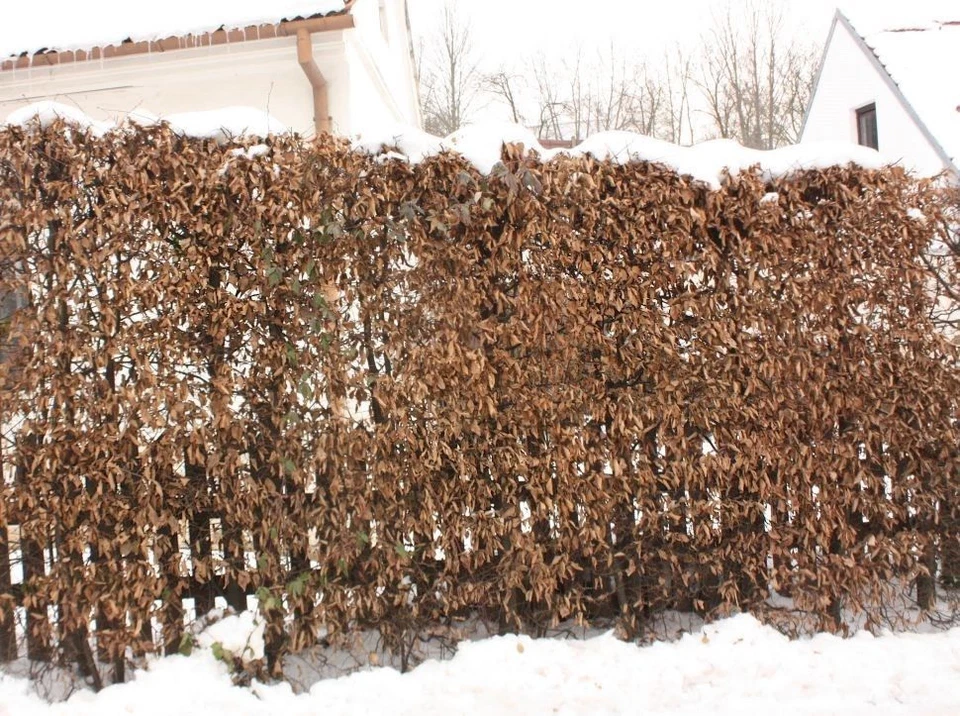 100 Native Hornbeam Hedging Plants 40-60cm Trees Hedge,2ft,Good For Wet Ground - Image 4 of 4