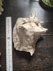 Large Horned Pink Queen Conch Sea Shell 8+” Giant Pink Blowing Horn Prop — photo 2