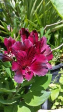 Pretty Imported Double Alstroemeria Wine Flower bulb Pack Of 3 Bulbs