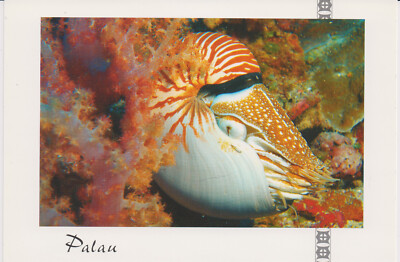 Postkarte: Nautilus - Kopffüßer, ein lebendes Fossil, Palau, Mikronesien