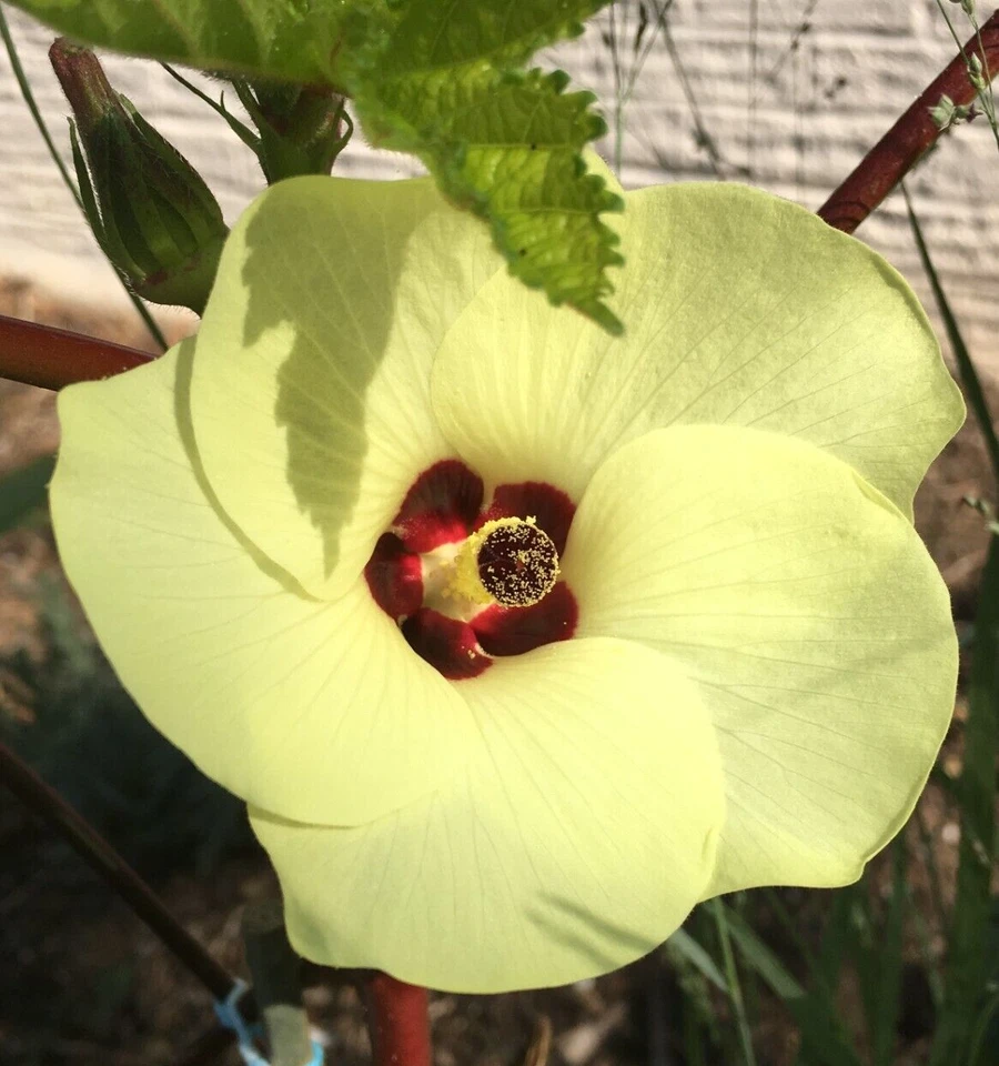 Organic XXL JUMBO GUMBO GIANT OKRA Spineless Heirloom 30 Seeds GIANT FLOWERS - Image 2 of 3