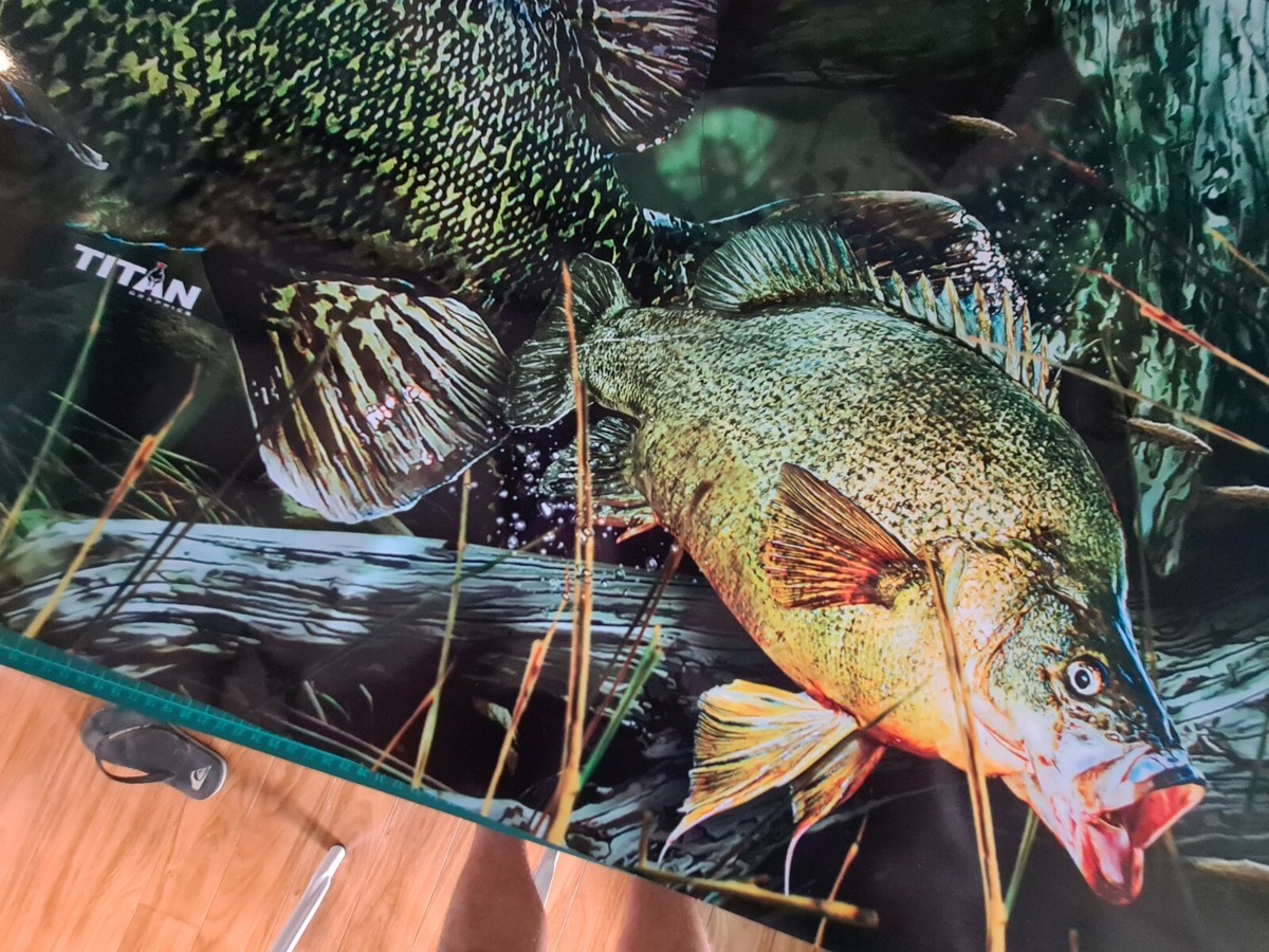 Murray Cod Tattoos River Escapes, Ultimate Murray Cod Guiding