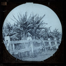 Vintage Magic Lantern Colour Glass Slide Old Plantation  Au Post (9)