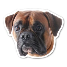 Boxer Magnet