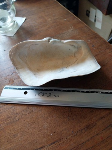 Giant Clam Shell Panopea - Picture 4 of 7