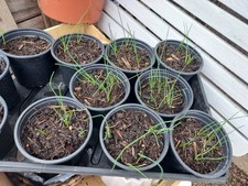 Young Chive Plants Herb Garden Plant Hardy Perennial Reused Pot
