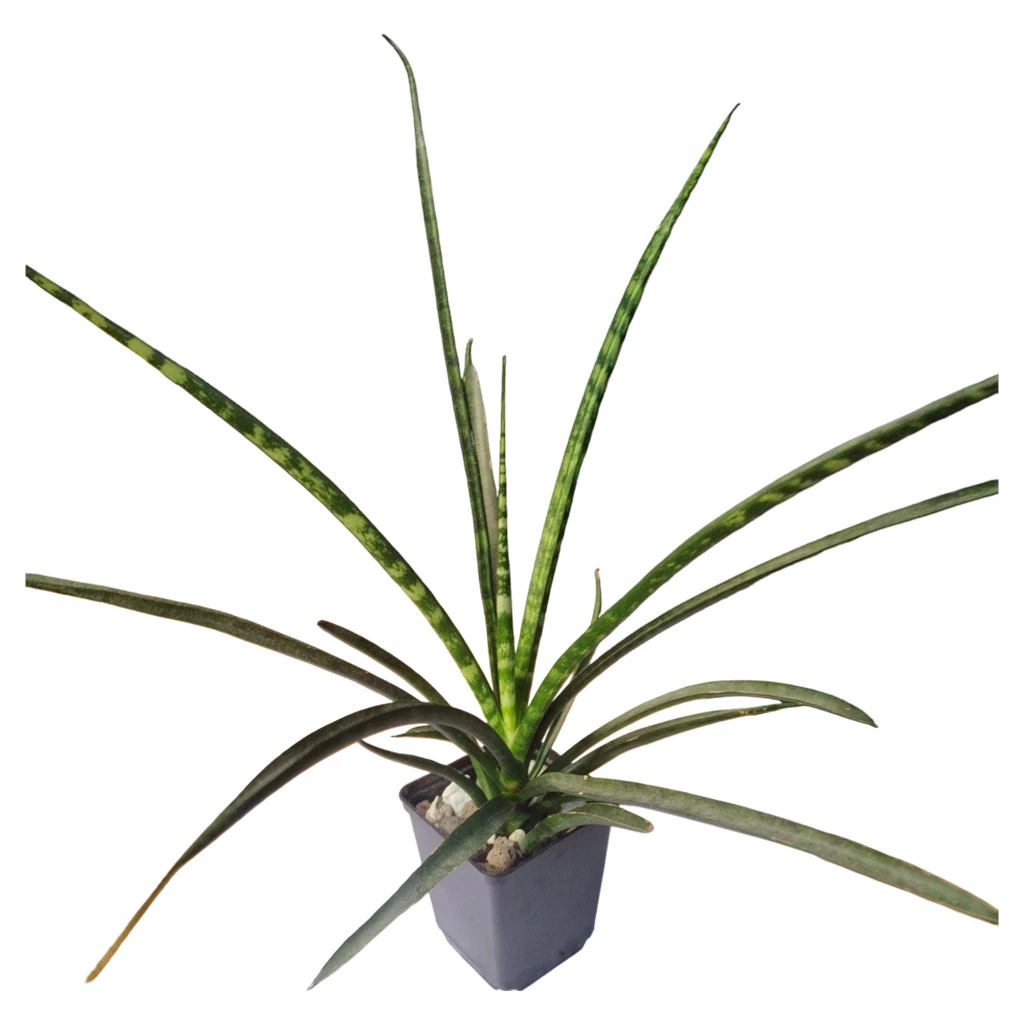 Pflegeleichte Sukkulente Sansevieria Cylindrica Bogenhanf XXL   Luftreinigende Zimmerpflanze Ca. 65cm Hoch Im Topf